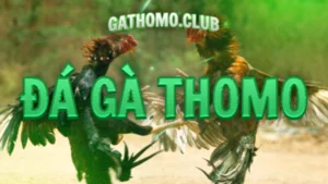 Trực Tiếp Đá Gà Thomo - Nobiko